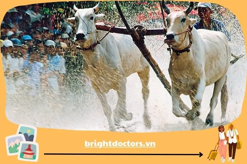 Lễ Đôlta và hội đua bò Bảy Núi